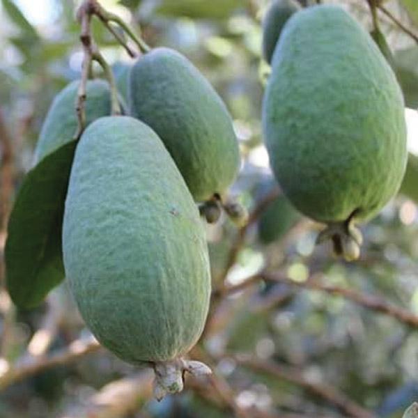 arbre feijoa sellowiana