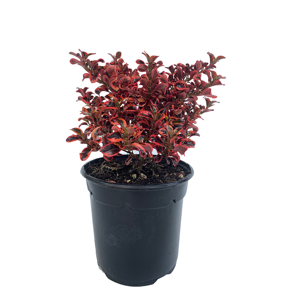 Coprosma Inferno - 2.5l