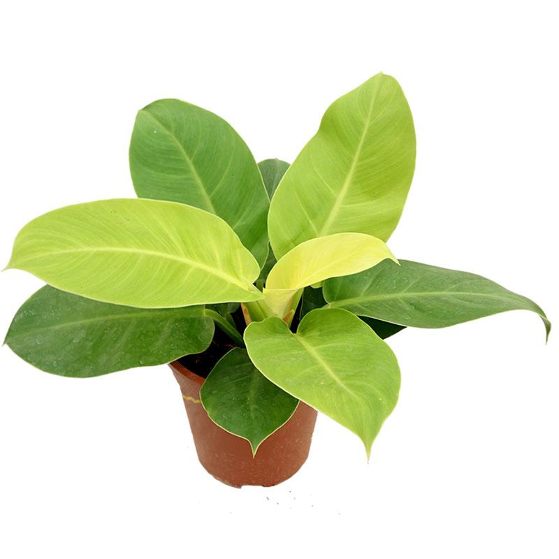 Foliera 17-cm Proven Winners Philodendron Imperial Gold OP