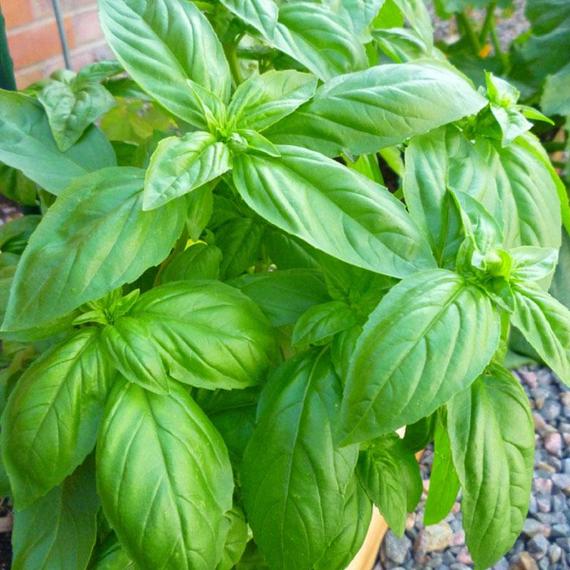 Basil Sweet 12.5CM