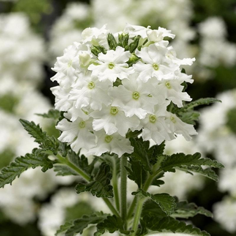 white verbena flower