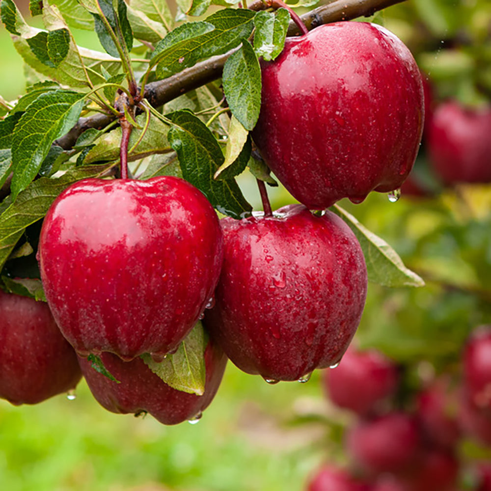 Buy NZ Red Delicious Apples Online