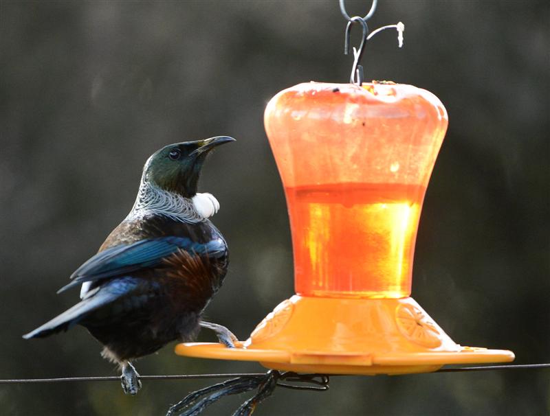 Feed the Birds - Palmers Garden Centre