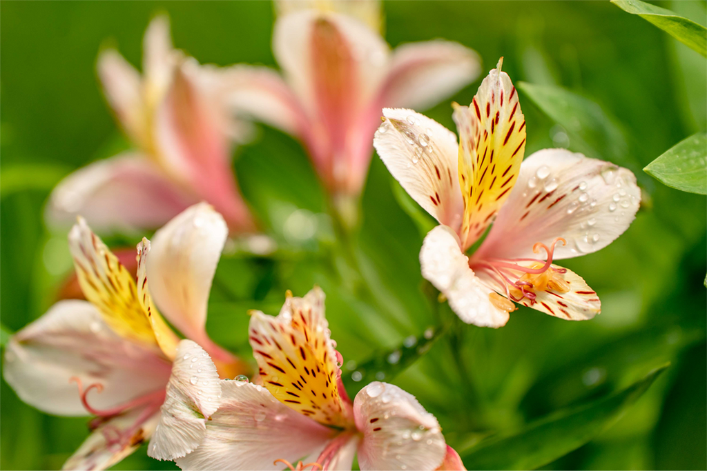 How to Grow Alstroemeria