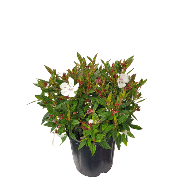 Tibouchina Peace Baby - 10L