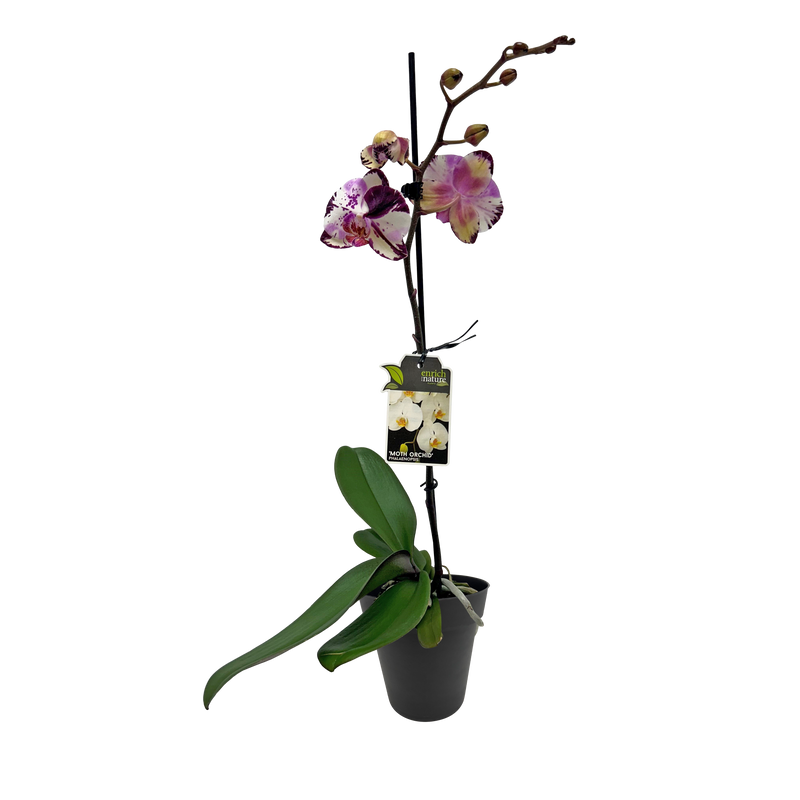 Phalaenopsis Orchid Single - 12CM