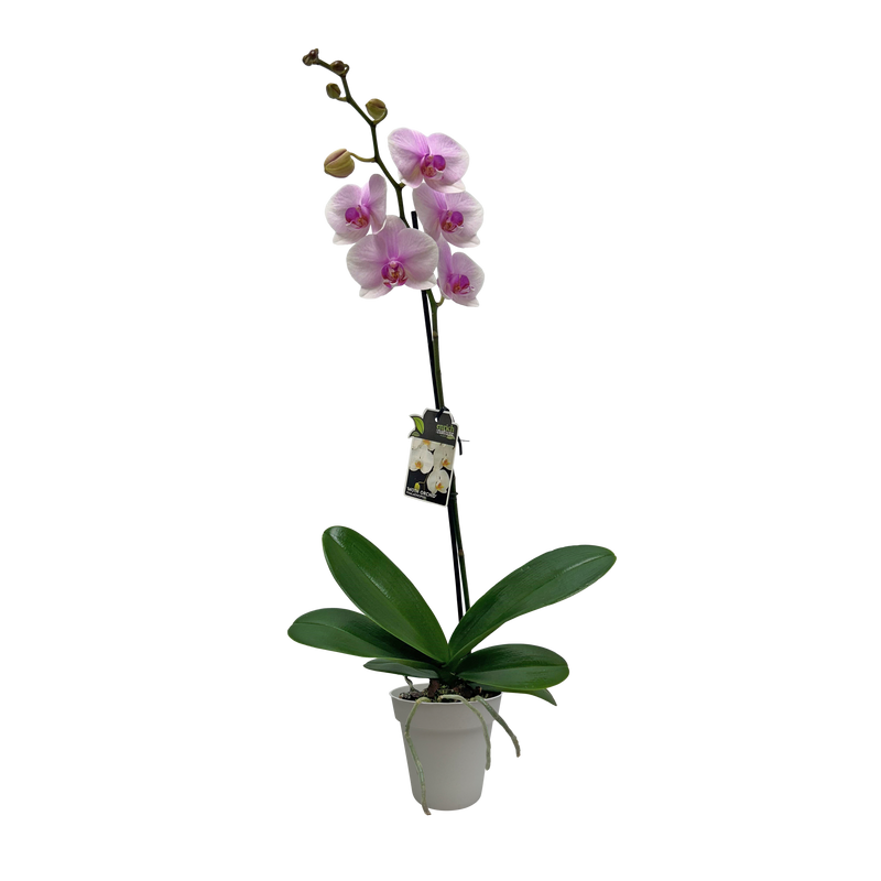 Phalaenopsis Orchid Single - 12CM