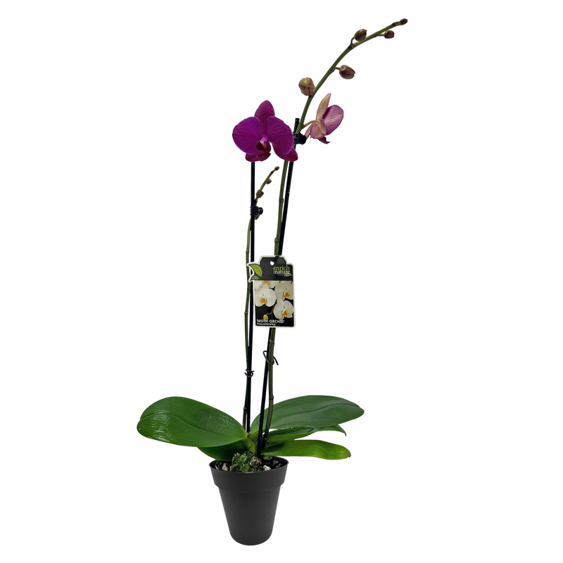 Phalaenopsis Orchid Single - 12CM