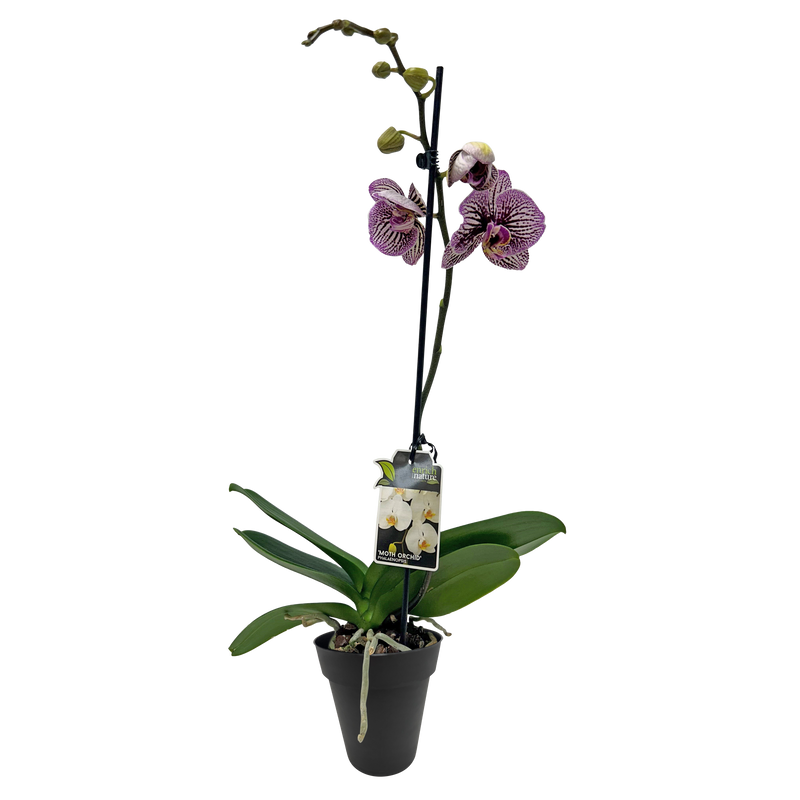 Phalaenopsis Orchid Single - 12CM