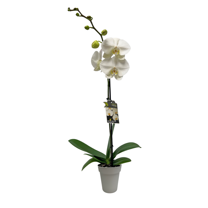 Phalaenopsis Orchid Single - 12CM