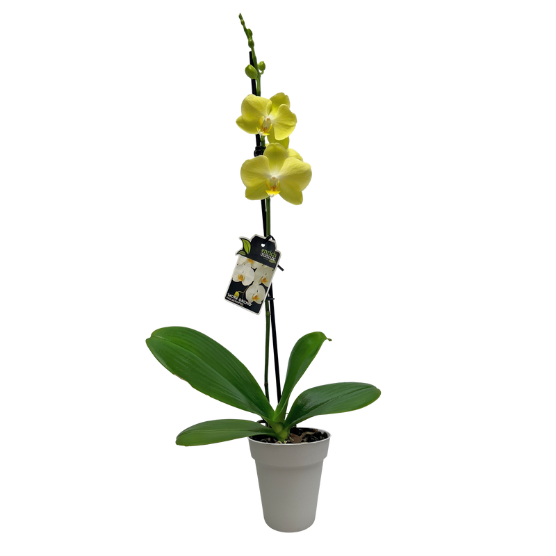 Phalaenopsis Orchid Single - 12CM