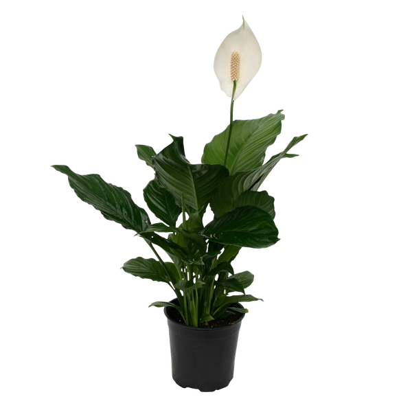 Spathiphyllum - 12CM