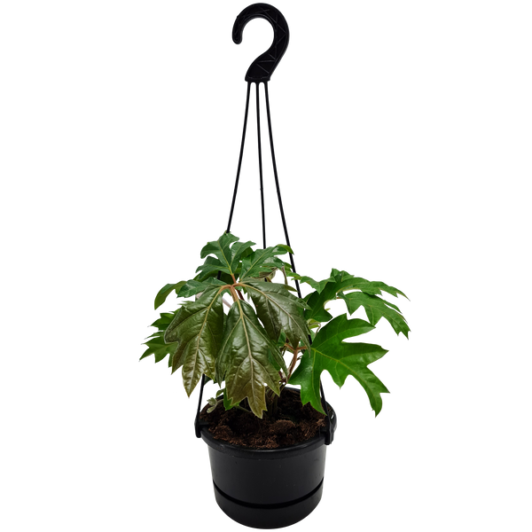 Cissus Ellen Danica Hanger - 13CM