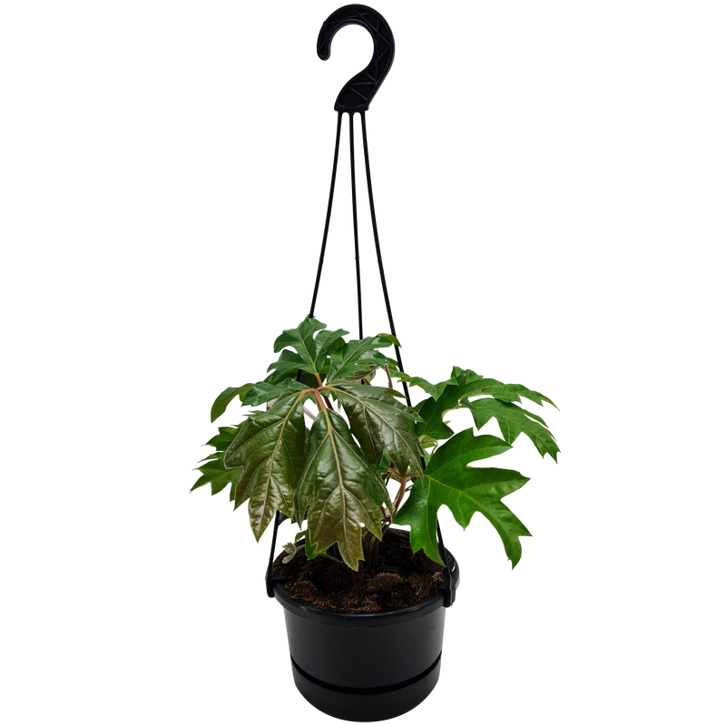 Cissus Ellen Danica Hanger - 13CM