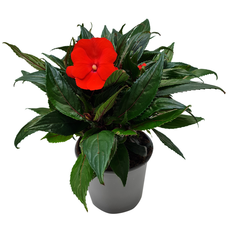 Impatiens Tropical - 13CM