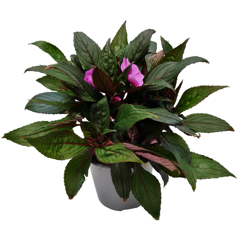 Impatiens Tropical - 13CM