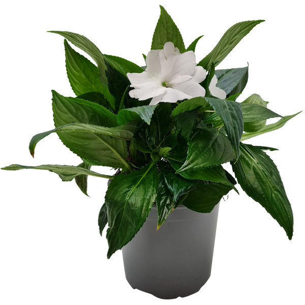 Impatiens Tropical White - 13CM