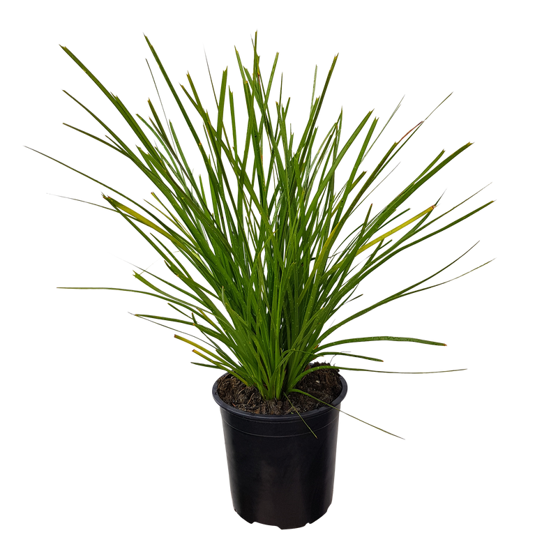 Lomandra Lime Tuff - 13CM