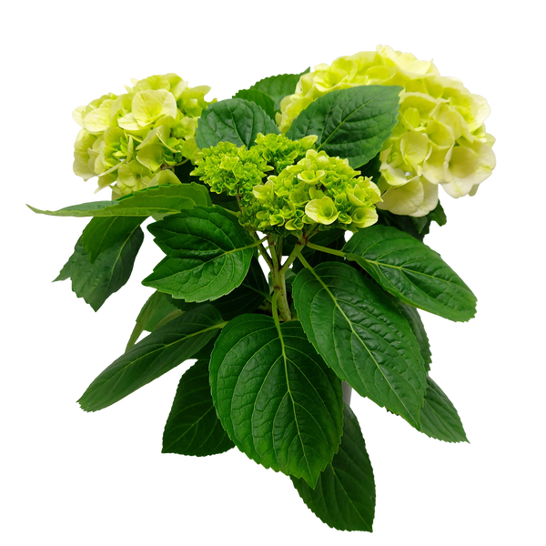 Hydrangea - 15CM