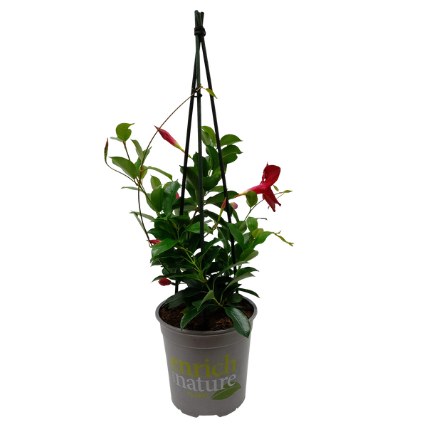 Mandevilla Forever Red - 17CM