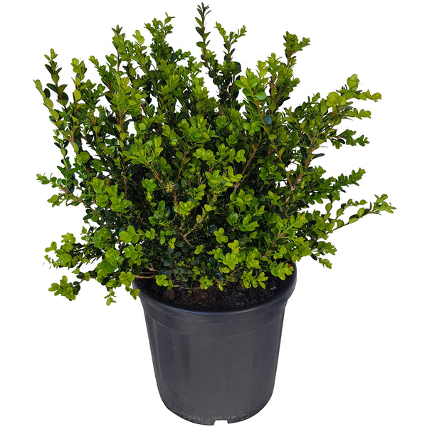 Buxus Green Gem - 20L