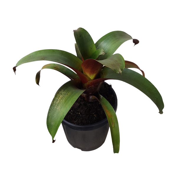 Bromeliad Alcantarea Imperialis - 6L