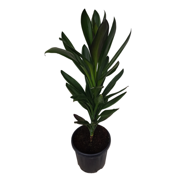 Cordyline Show Off - 6L