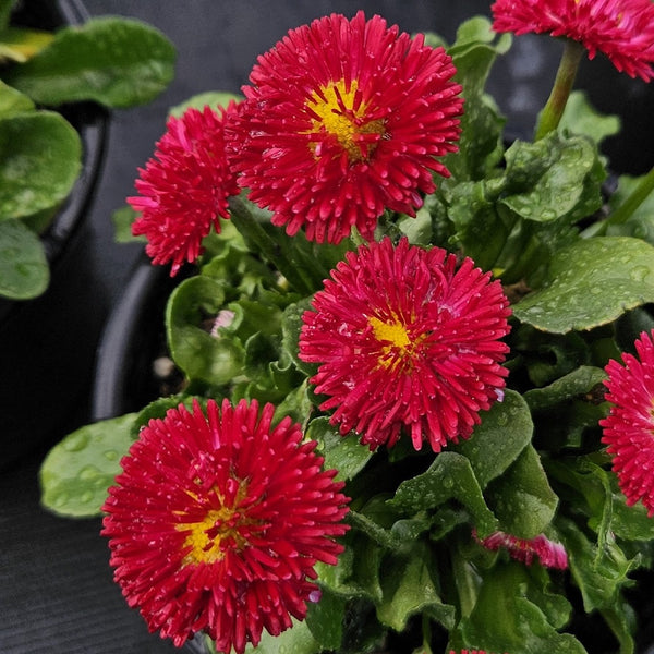 Bellis Bellissima Red - 14CM