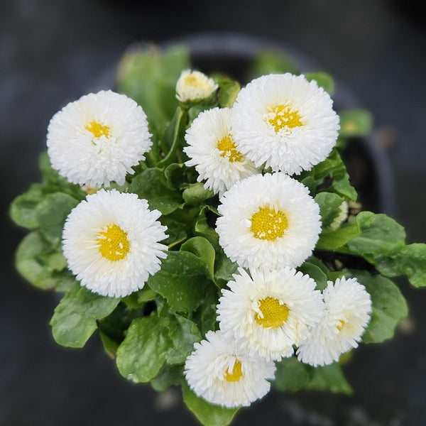 Bellis Bellissima White - 14CM