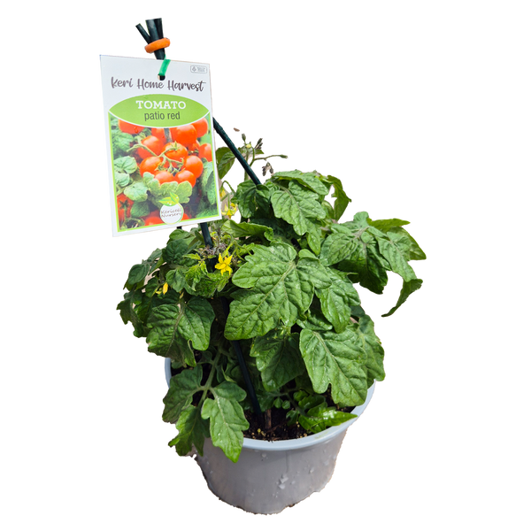 Fast Food Tomato Patio Red - 17CM