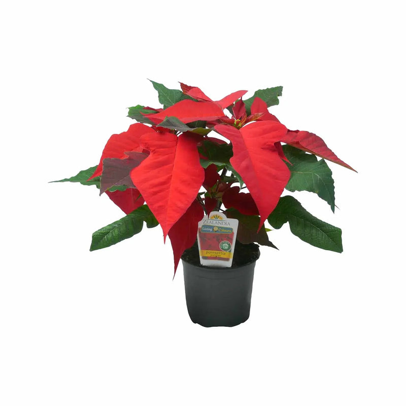 Poinsettia - 12CM