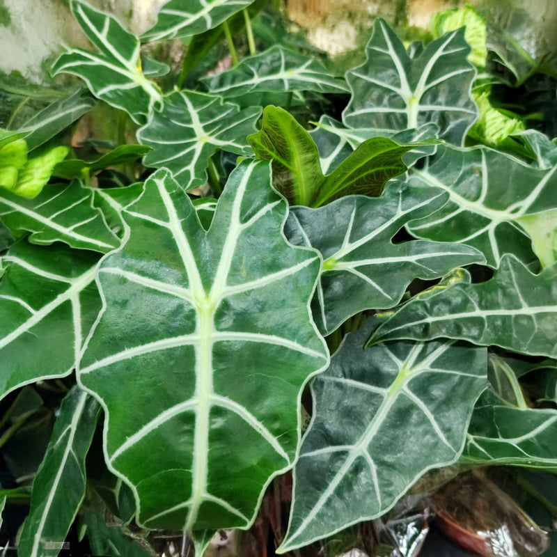 Alocasia Polly In Ceramic Pot - 17CM