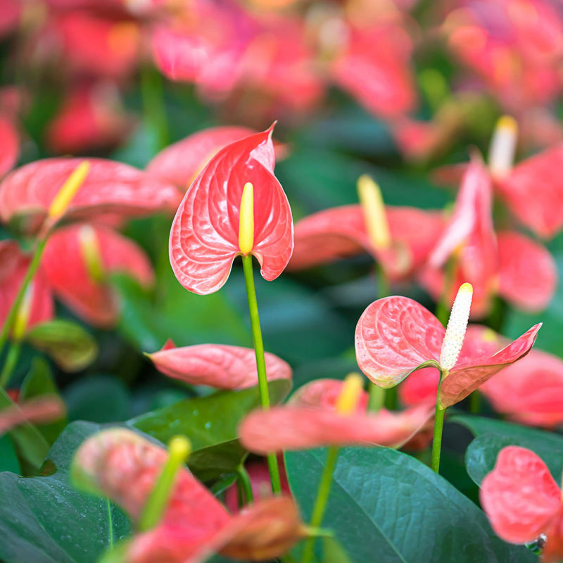 Anthurium Amante Pink - 15CM