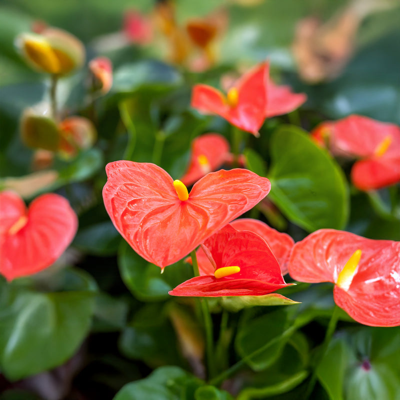 Anthurium Delicia Orange - 15CM