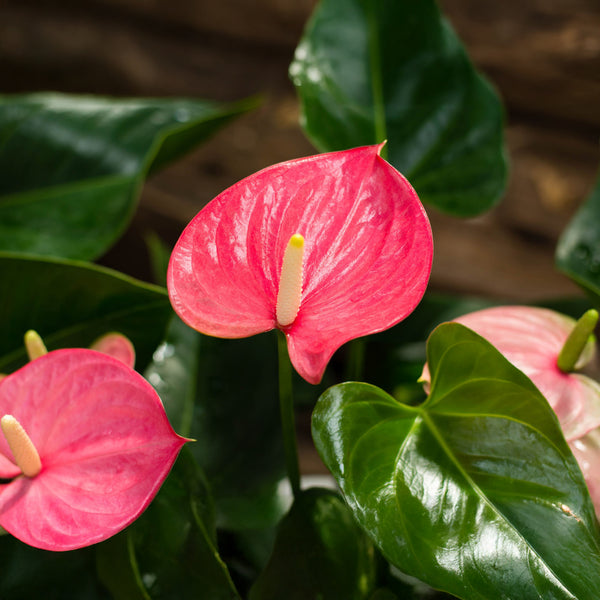 Anthurium Maine Pink - 23CM