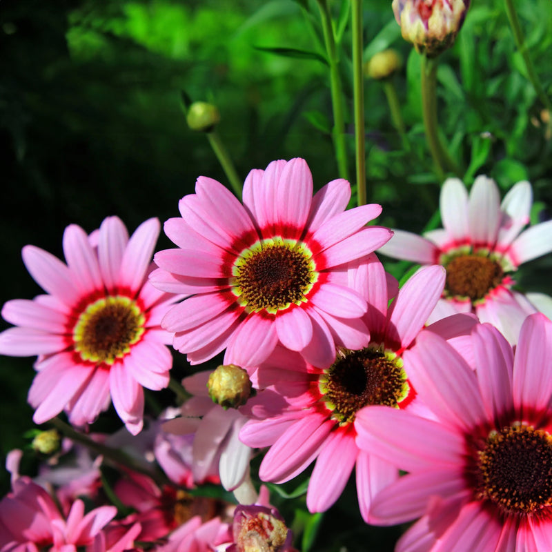 Argyranthemum Grandessa - 1.5L