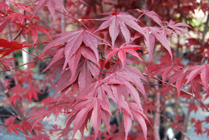 Acer Palmatum Bloodgood