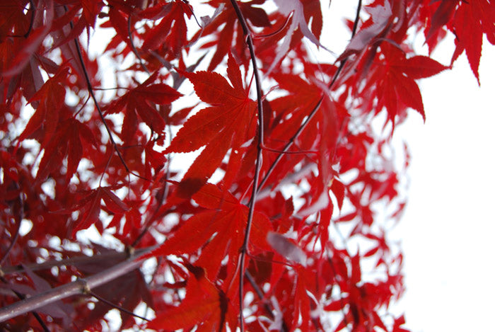 Acer Palmatum Bloodgood