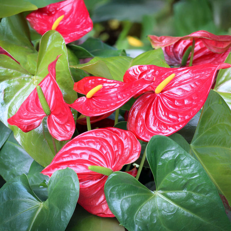 Anthurium Turenza Red - 23CM