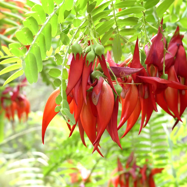 Clianthus Maximus - 8.5L