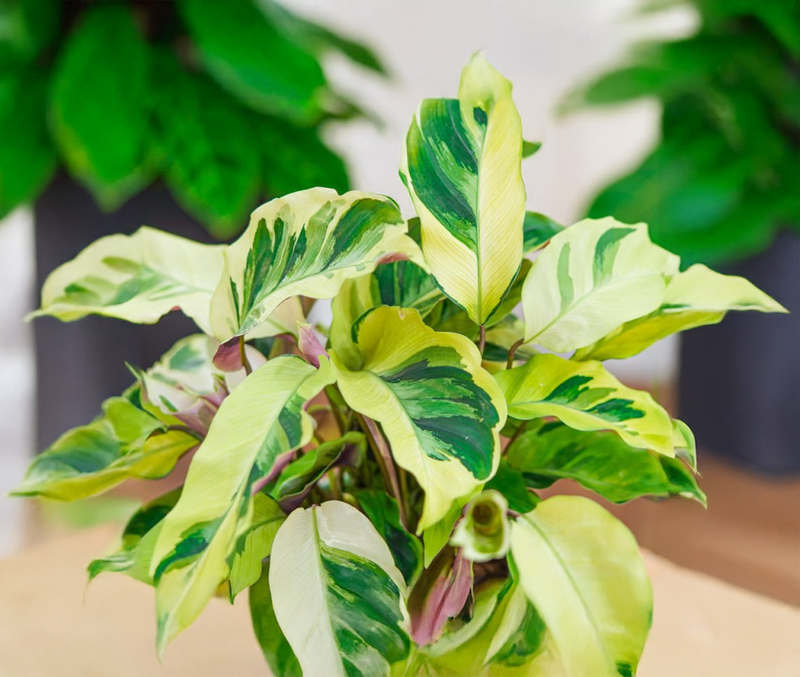 Calathea Fusion Yellow - 14CM