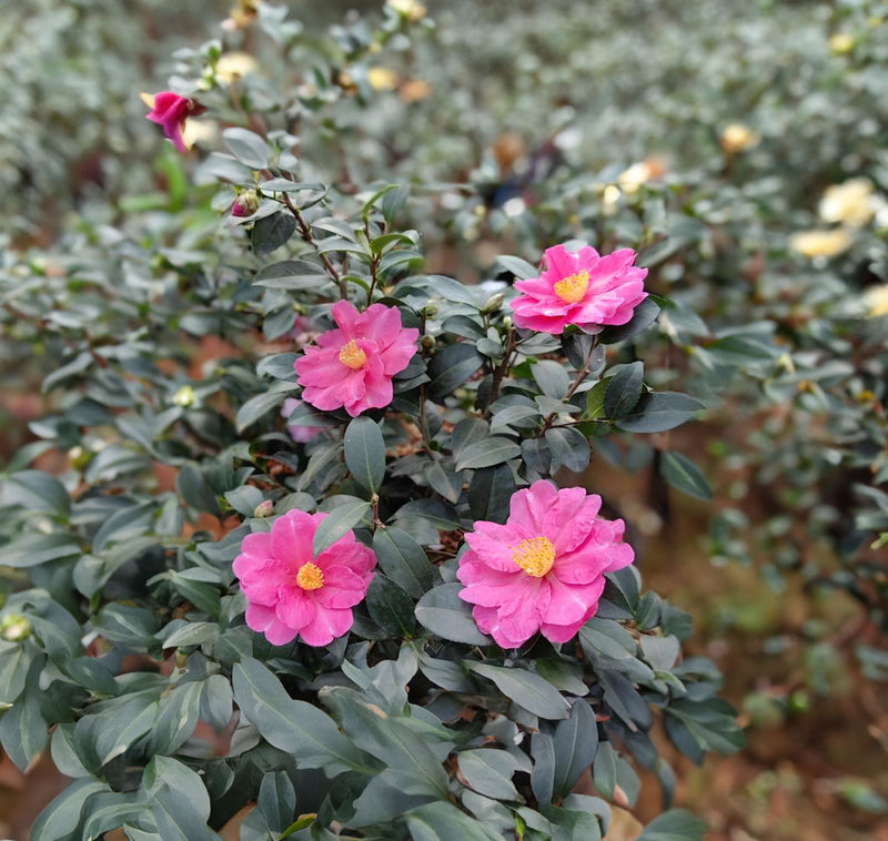 Camellia Paradise Belinda - 1.5L