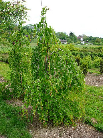 Cercidiphyllum Jap Pendula