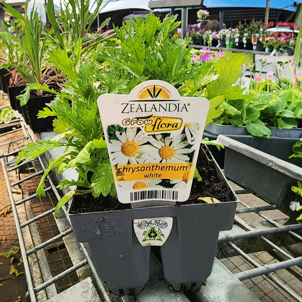 Chrysanthemum White Flower Punnet