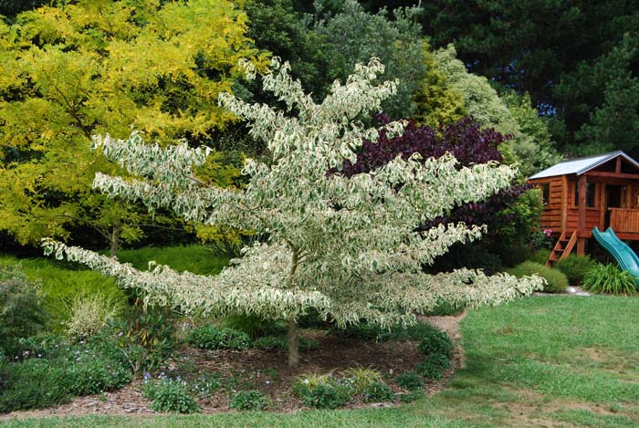 Cornus Controversa Varigata