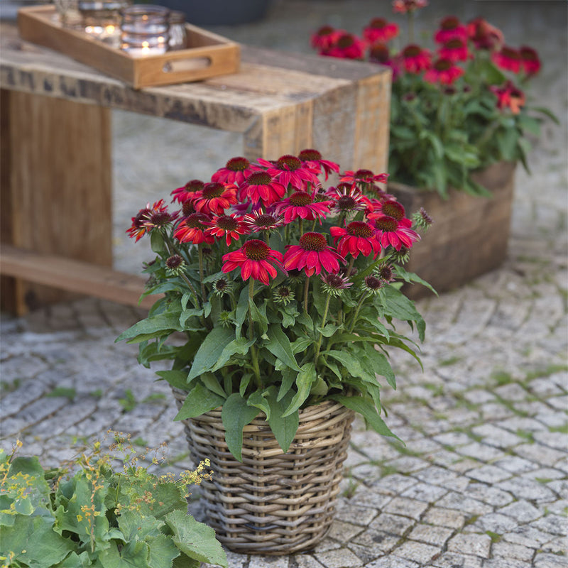 Echinacea SunMagic Vintage Ruby - 1.5L