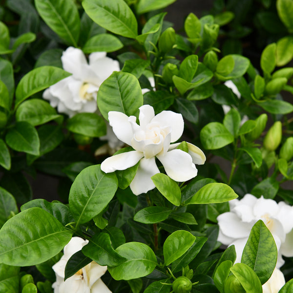 Gardenia - 12CM