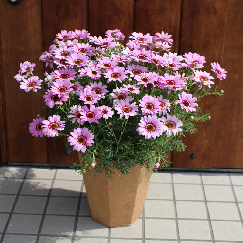 Argyranthemum Grandessa - 1.5L