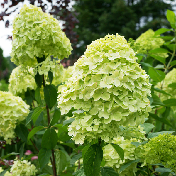 Hydrangea Paniculata Limelight - 3.3L