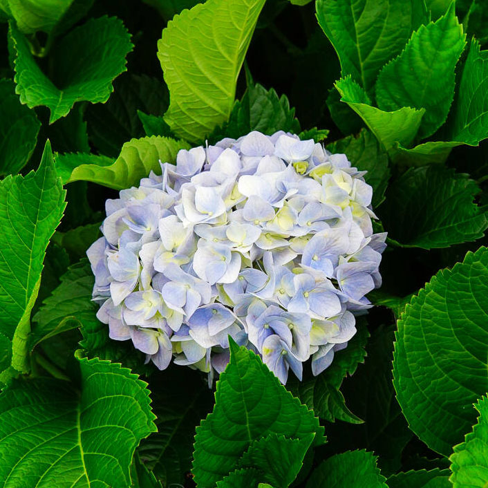 Hydrangea AGluth - 8L